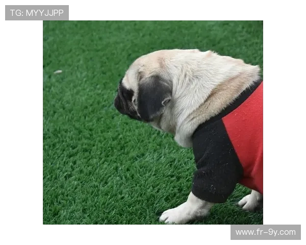 精选可爱又有创意的足球小狗取名大全让你的爱犬名字更具活力魅力